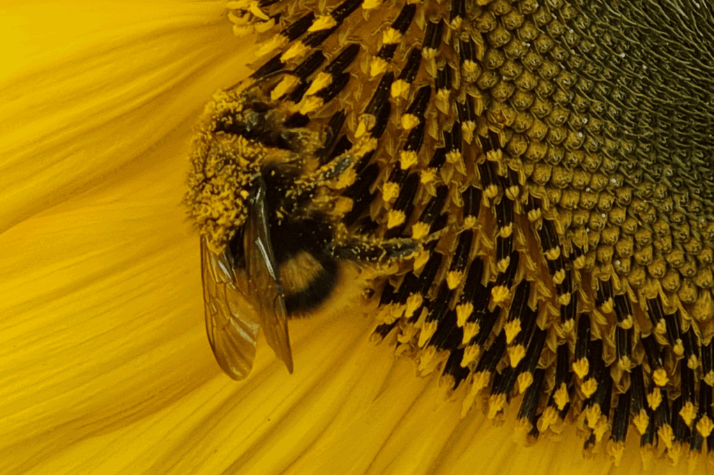 Wood from the trees - consulting on BNG 1 Biodiversity Net Gain (BNG)